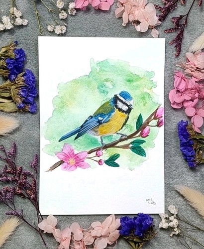 Kleines blaumeise - kleines,