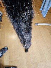 Nerz Pelz , Echter Nerz Ca 1 M Lang  Echtfell Pelzkragen