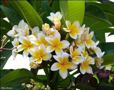 Plumeria -Frangipani- Samen **Bunte Mischung**  Auch Tempelbaum genannt 