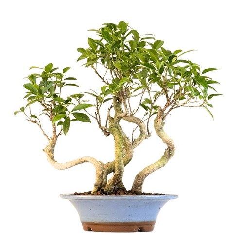 Ficus bonsai wald p22 - x5,