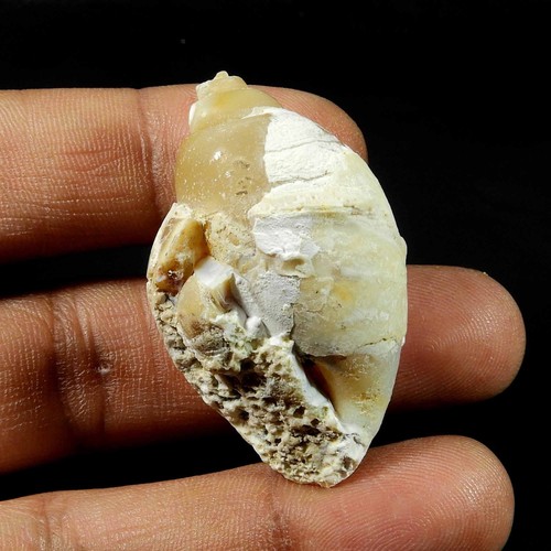Natürliche schnecke fossil - schnecke,