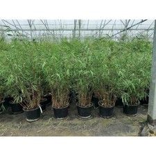 Fargesia scabrida 'Asian