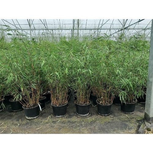 Fargesia scabrida asian - fargesia,