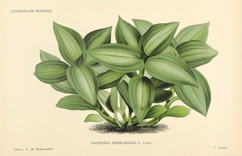 Botanical jean jules - botanical,