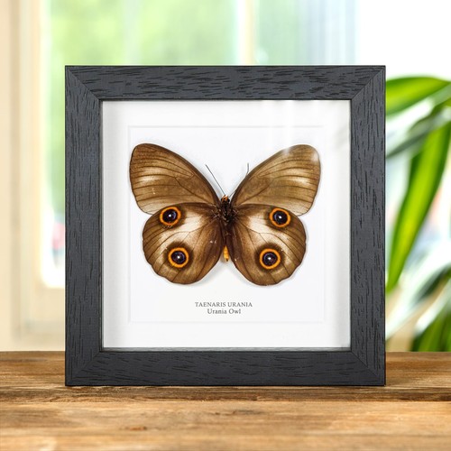Taxidermie urania eule - taxidermie,