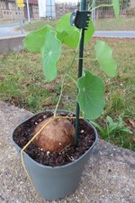 Stephania pierrei Erecta