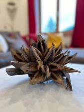 Sororoca, Sororoca Knospe