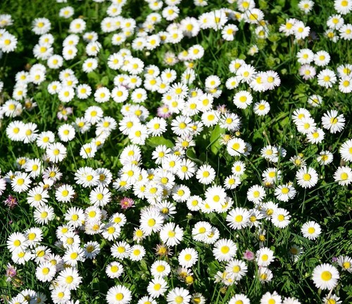 Wiesengänseblümchen bellis - -,