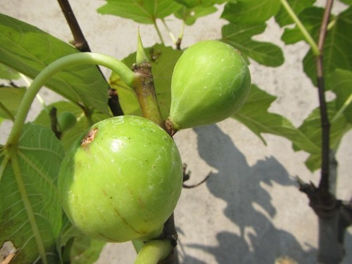 Feigenbaum gustis - feigenbaum, gustis®