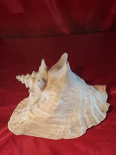 Alte Große Meeresschnecke Muschel ? (5500)