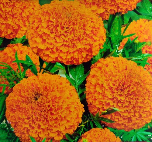 300 samen studentenblume - 300,