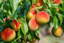 Obstbäume in Sorten: Birnenbaum, Pfirsich, Apfel, Kirsche, Aprikose % Terrasse