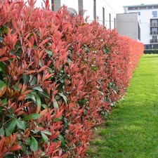 Glanzmispel Photinia Red Robin