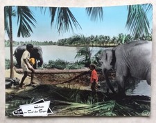 Gefahr im Tal der Tiger / Maya Clint Walker Jay North Aushangfoto #21