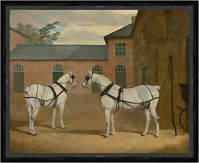 Grey carriage horses zugpferde - grey,