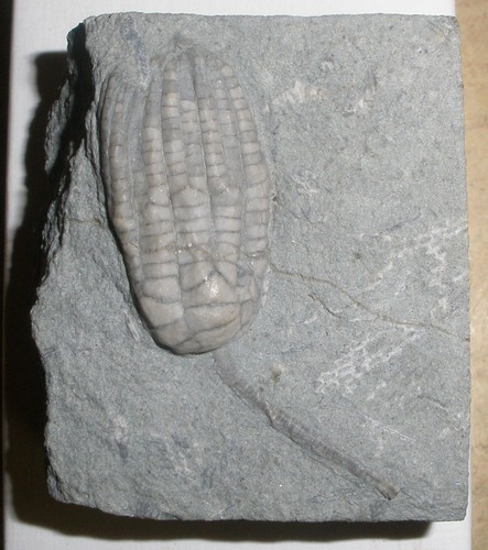 Crinoide seelilie usa karbon - usa,