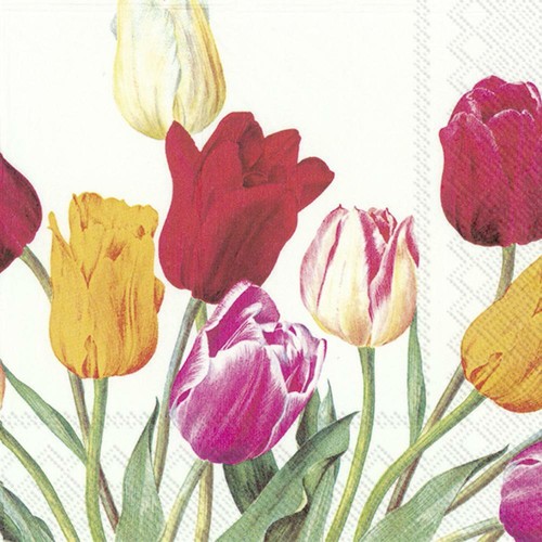Tulips white lunch - tulips,