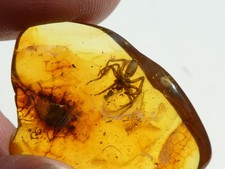 Bernstein Inkluse Insekt