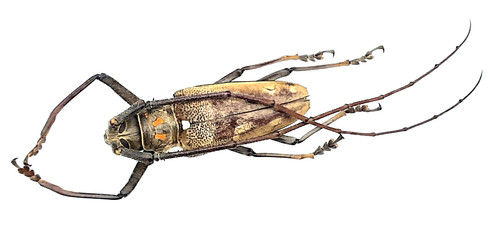 Cerambycidae batocera gigas - cerambycidae,,
