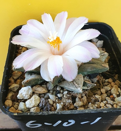 Ariocarpus spec mit traumhaft - spec.mit,