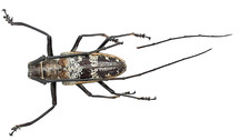 Cerambycidae, Batocera