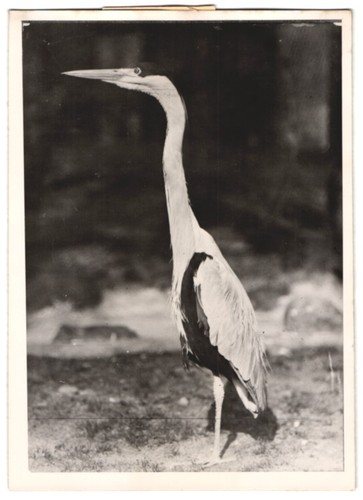 Fotografie vogel fischreiher - vogel,,