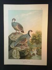 Chromolithographie v. 1898