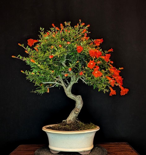 Bonsai granatapfel punica - bonsai,