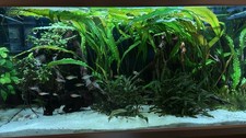 250 liter aquarium - 250, komplett