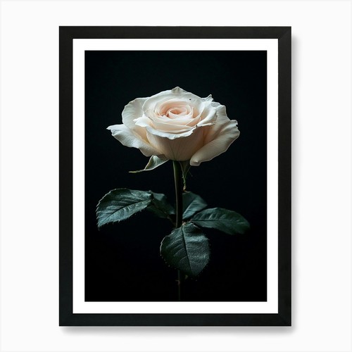Weiße rose auf schwarzem - weiße,