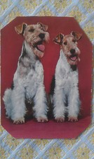 Hund AK, ungelaufen, Foxterrier (?), Made in Western Germany