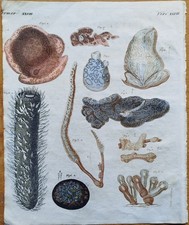 Diverse Mollusken - Bertuch