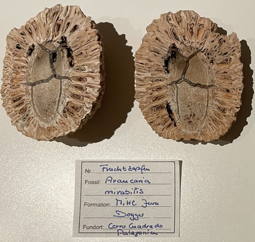 Fossiler auraukarien zapfen - fossiler, auraukarien-zapfen
