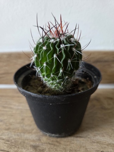 Lamellenkaktus stenocactus - lamellenkaktus,