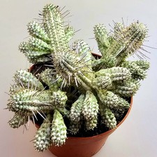 Große Euphorbia Mammillaris