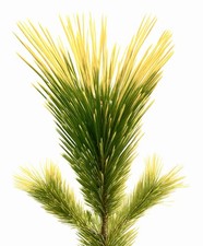 Pinus thunbergii cv OGON