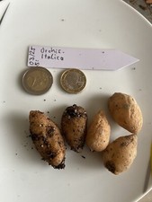 orchis Italica Italienisches KK Orchidee Epipactis Ophrys  orchidea orquídea