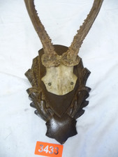 3433.    Altes  Geweih Deko