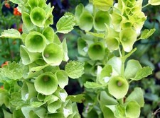 Muschelblume, Irische Glocke-Molucella laevis - 20 Samen , eigener Anbau 2025