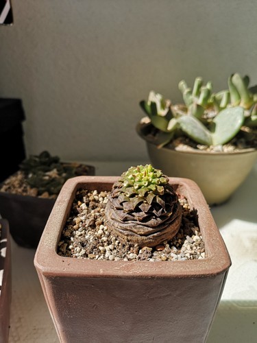 Euphorbia bupleurifolia - , –