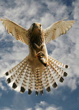 3 -D - Ansichtskarte: Jagender