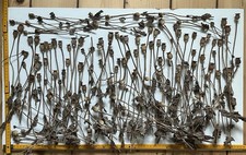 Mohn Schlafmohn Mohnkapseln