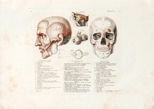 Anatomische studien wandkunst - studien,