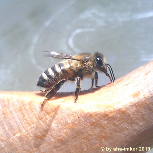 18 kg bienenfutter - 2,7,