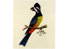  KLEINER INSEKTENFRESSER FALCUNCULUS PRONTATUS  Orig.altkolor.Kupferstich 1770 