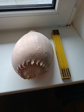 Large Shell Riesen Conchiglia Cassis Cornuta Muschel Koralle Meeresschneke 460 g