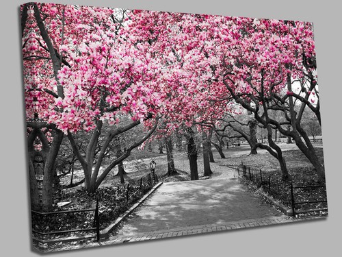 Rosa blüten central park - im,