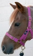 Nylon Trainingshalfter - blau