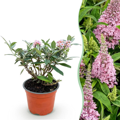 Schmetterlingsflieder buddleja - schmetterlingsflieder,