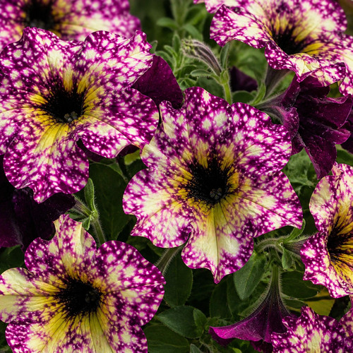 80002472 petunia splash dance - petunia,